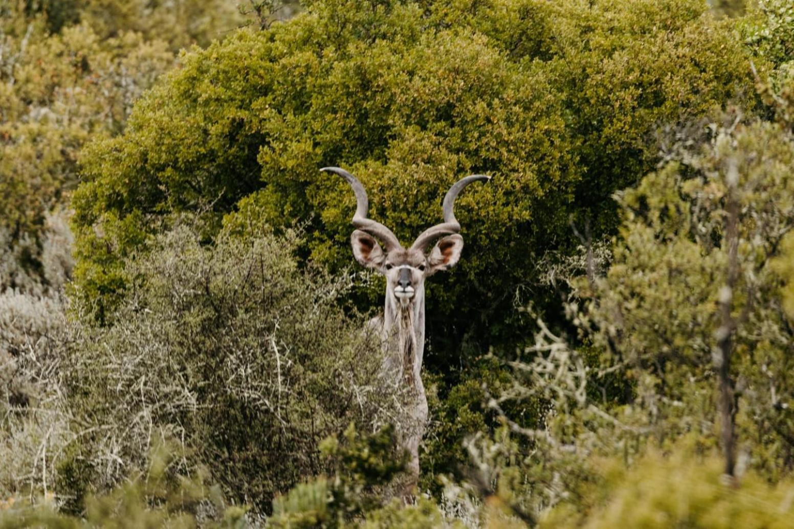 Matjiesrivier  ヴィルデホンデクルーフヴィラ エクステリア 写真